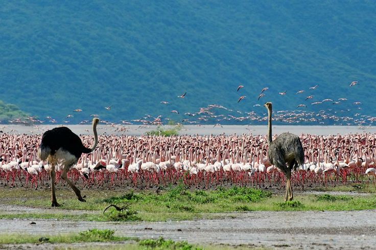 Lake Bogoria Flamingos